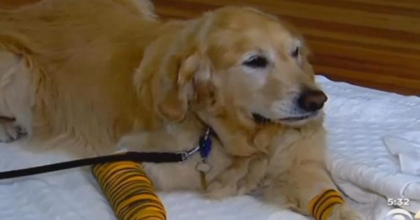 Συγκινεί ο σκύλος που έπεσε μπροστά σε σχολικό για να σώσει την τυφλή συνοδό του! (βίντεο)