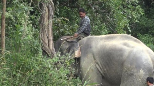 προβοσκίδα ελέφαντας σκότωσε ελέφαντας 