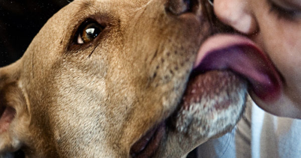 Τα pitbull είναι από τις πιο φιλικές προς τον άνθρωπο ράτσες σκύλων, με τη μεγαλύτερη υπομονή και ανοχή που θα συναντήσετε ποτέ!