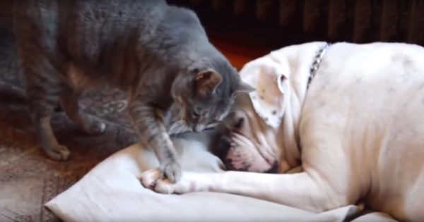 Αυτός ο σκύλος προσπαθεί να κοιμηθεί…Προσέξτε τώρα τι κάνει η γάτα με τη δεξί της πόδι!