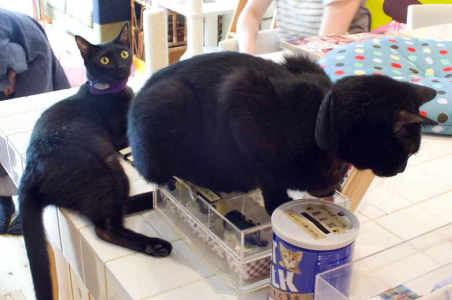 Μαύρες γάτες καφέ για τις μαύρες γάτες καφέ γάτες 