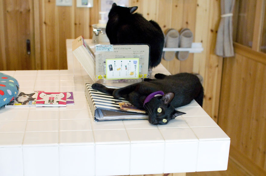 Μαύρες γάτες καφέ για τις μαύρες γάτες καφέ γάτες 