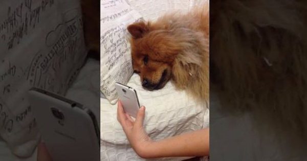 Το πιο όμορφο βίντεο: Σκύλος είναι μακριά από τον ιδιοκτήτη του και «επικοινωνεί» μαζί του με βιντεοκλήση