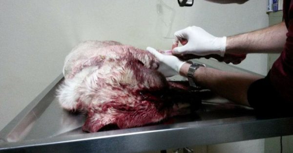 Επικήρυξαν τον δράστη που χτύπησε με τσεκούρι στο κεφάλι αδέσποτο σκύλο που φρόντιζαν φιλόζωοι στην Πλύτρα Λακωνίας