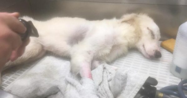 Ναύπακτος: Έσωσαν την τυφλή σκυλίτσα που βρήκαν να περιφέρεται με διαλυμένο σάπιο πέλμα από συρμάτινη θηλιά