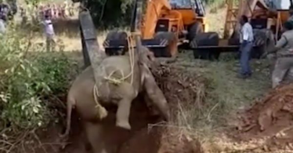Βίντεο καταγράφει καρέ καρέ την δραματική διάσωση ελεφαντίνας που είχε παγιδευτεί σε πηγάδι