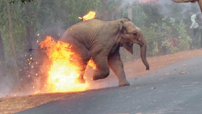 κακοποίηση ζώων ελέφαντες 