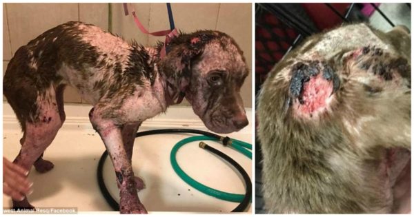 Σκύλος βρέθηκε υποσιτισμένος γεμάτος πληγές μέσα σε κάδο και καταφύγιο ζώων προσφέρει 4.200€ σε όποιον βρει αυτόν που το παράτησε