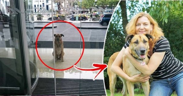 Αεροσυνοδός υιοθετεί αδέσποτο σκύλο που την περίμενε 6 μήνες στην άλλη άκρη του κόσμου