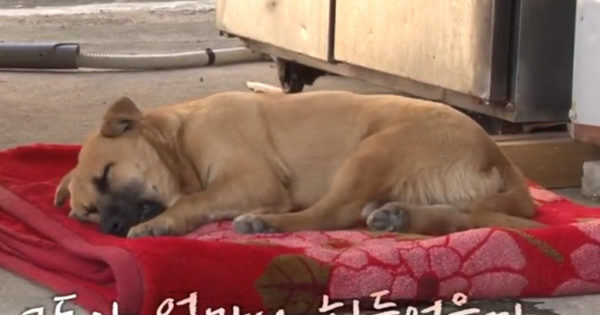 Θα συγκινηθείτε: Κακοποιημένος σκύλος κλαίει στον ύπνο του