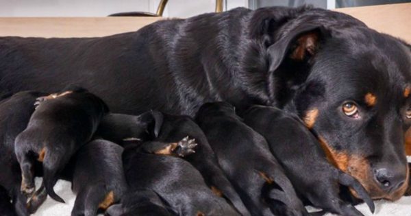 Γυναίκα περίμενε η σκυλίτσα της να γεννήσει 6 με 8 κουτάβια αλλά η τετράποδη μανούλα έσπασε το παγκόσμιο ρεκόρ στη Μεγάλη Βρετανία