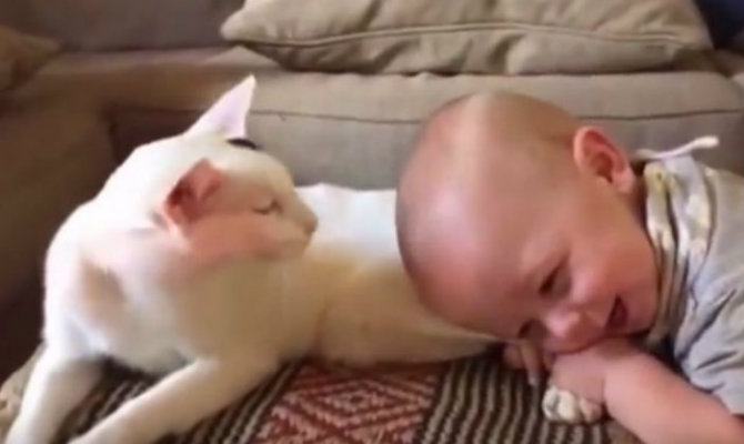 Cat-Reacts-to-Baby