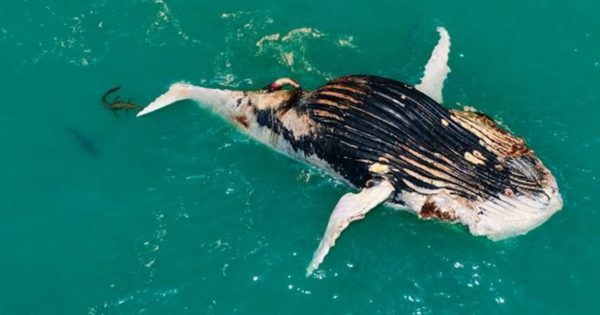 Σπάνιο βίντεο: Κροκόδειλος και καρχαρίας τρέφονται από το κουφάρι φάλαινας