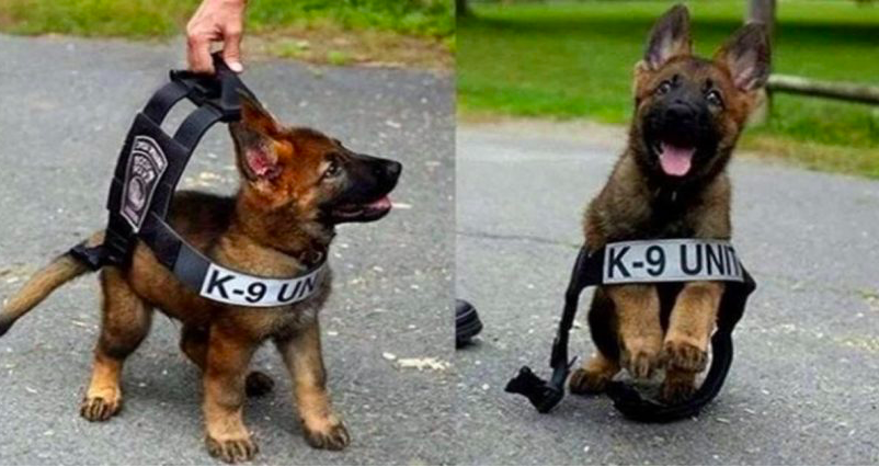 σκύλοι αστυνομίας κουτάβι 
