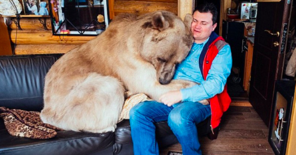 Ορφανό αρκουδάκι διασώθηκε από ζευγάρι Ρώσων αλλά ποτέ δεν περίμεναν πως μια αρκούδα 140 κιλών θα γίνονταν μέλος της οικογένειας τους