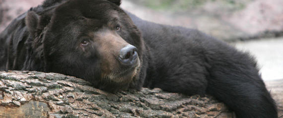 Moscow, RUSSIAN FEDERATION:  This Kamchatka 25-year-old, brown bear called Mushir, rests on a trunk since he cannot go into hibernation in the Moscow's Zoo, 13 December 2006. Russia's capital, renowned for its trademark frosty winters, started the calendar winter with the warmest day recorded in December, the state weather monitoring unit said. AFP PHOTO / DENIS SINYAKOV  (Photo credit should read DENIS SINYAKOV/AFP/Getty Images)