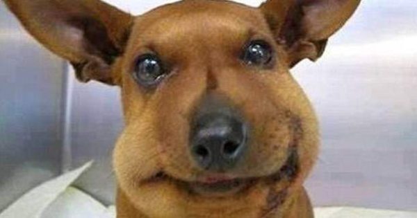 Εικόνες πόνου και γέλιου: Οι πρησμένες μουσούδες σκύλων που τους τσίμπησαν μέλισσες [εικόνες]