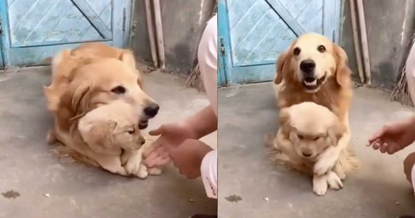 Σκυλίτσα δεν θέλει να ακουμπούν το μωρό της και γίνεται ανάρπαστη