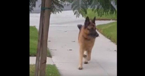 Βίντεο: Σκύλος φρικάρει νομίζοντας ότι… έχασε το αφεντικό του