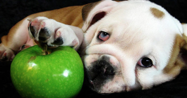Μπορεί ο σκύλος μου να φάει άφοβα μήλο;