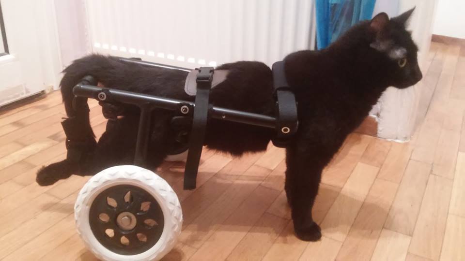 κτηνίατρος κατοικίδια με κινητικά προβλήματα αναπηρικά αμαξίδια 