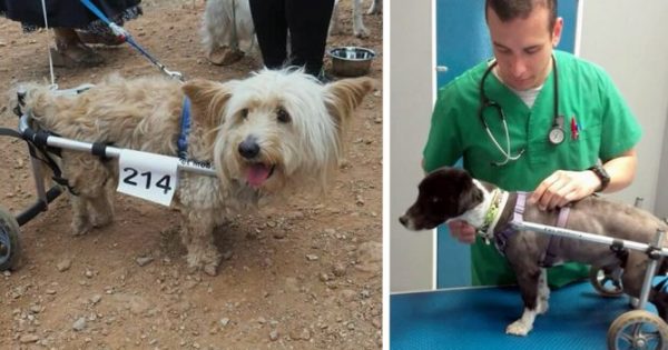 Ο Έλληνας κτηνίατρος που κατασκευάζει αναπηρικά αμαξίδια για κατοικίδια ζωάκια