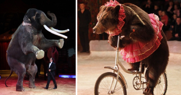 Η Ιταλία απαγόρευσε την χρήση ζώων στο τσίρκο