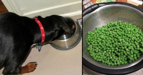 10 Υγιεινά φαγητά τα οποία πρέπει να ταΐζετε και στον σκύλο σας αν θέλετε να έχει μια σωστή και ισορροπημένη διατροφή