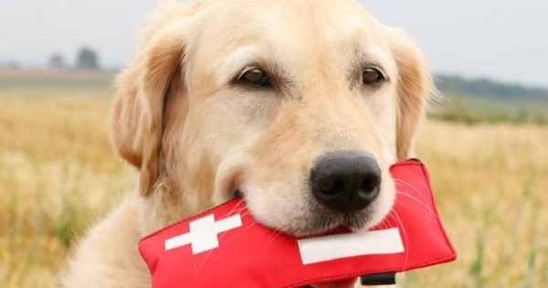 Θεσσαλονίκη: Κουτιά πρώτων βοηθειών για τους σκύλους που έφαγαν φόλες, μοίρασε περιβαλλοντική οργάνωση