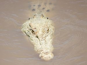 Σπάνιο θέαμα: Λευκός κροκόδειλος σε ποτάμι