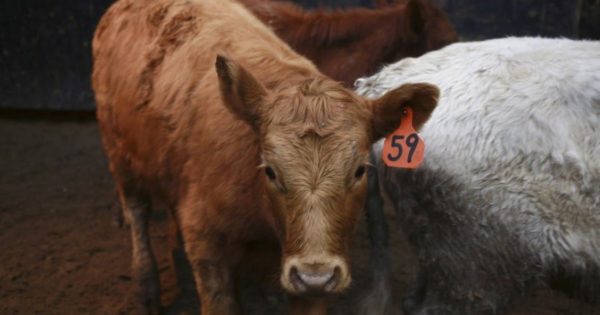 Αγελάδες έσκαβαν στο χορτάρι και ανακάλυψαν κάτι που δεν πίστευε κανείς! (βίντεο)