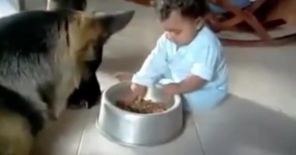 Σκύλος βλέπει το μωρό να του «κλέβει» το φαγητό. Η αντίδραση του; Ανεκτίμητη!