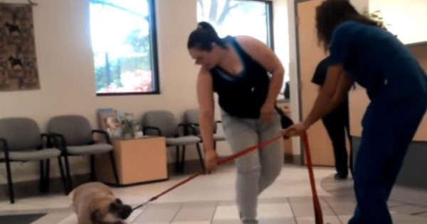Βίντεο: Τρομαγμένα σκυλιά προσπαθούν μάταια να αποφύγουν τον κτηνίατρο…