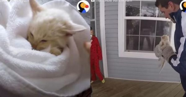 Επανέφεραν στη ζωή γατάκι που είχε κυριολεκτικά παγώσει από το κρύο