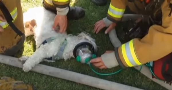 Η απίστευτη προσπάθεια πυροσβεστών να σώσουν έναν σκύλο μέσα από τις φλόγες