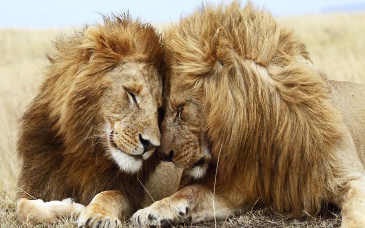 λιοντάρια γκέι λιοντάρια 