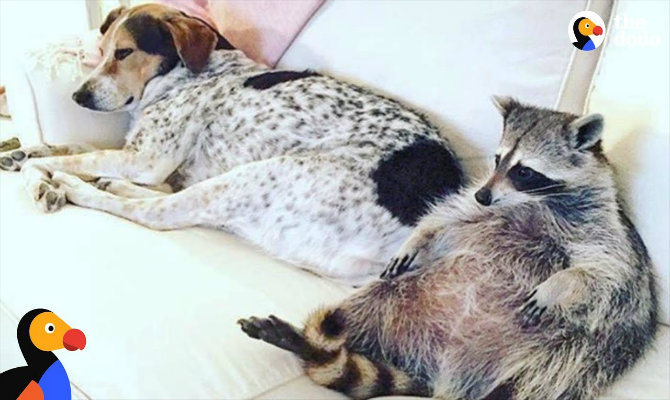 raccoon-adopted-by-dogs