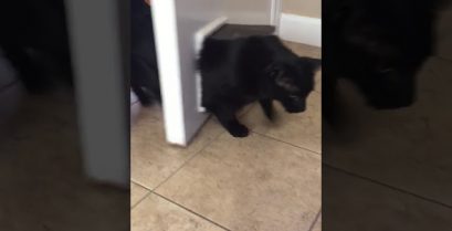 Πολύ γέλιο: Η χοντρή γάτα σφήνωσε στην πόρτα