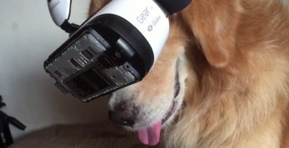 Σκύλος δοκιμάζει ένα κράνος εικονικής πραγματικότητας
