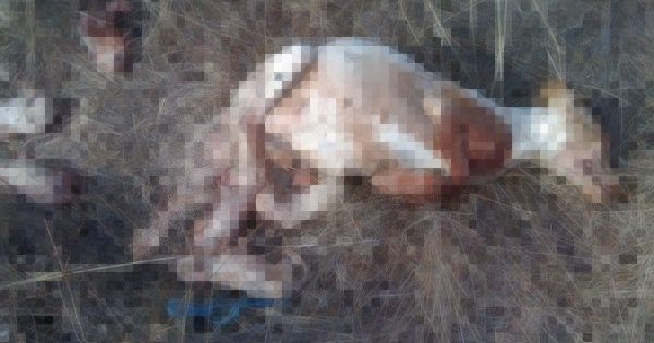 Βόλος: Καθάρματα δολοφόνησαν σκυλίτσα την ώρα που γεννούσε