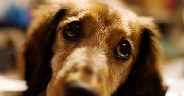 Είναι ο σκύλος σας … ζηλιάρης; – Το απόλυτο τεστ! (βίντεο)