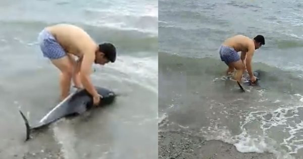 Κομοτηνή: Άντρας πήρε αγκαλιά δελφίνι και βούτηξε στην παγωμένη θάλασσα για να το σώσει