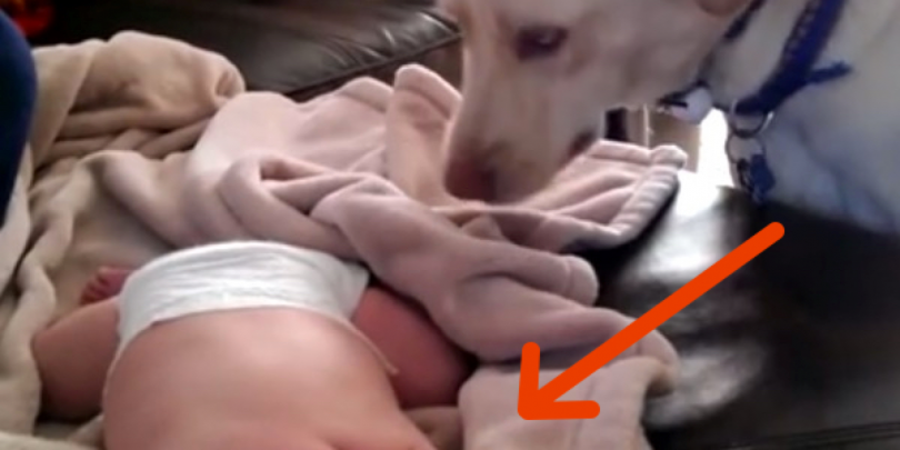 σκύλος και μωρό Σκύλος μωρό Βίντεο 