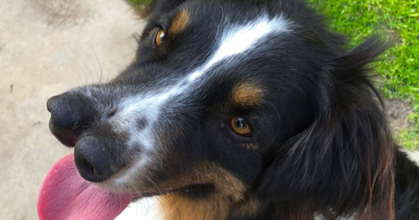Σκύλος με δυο μύτες ήταν καταδικασμένος να πεθάνει, αλλά αυτός ο άνθρωπος τον έσωσε