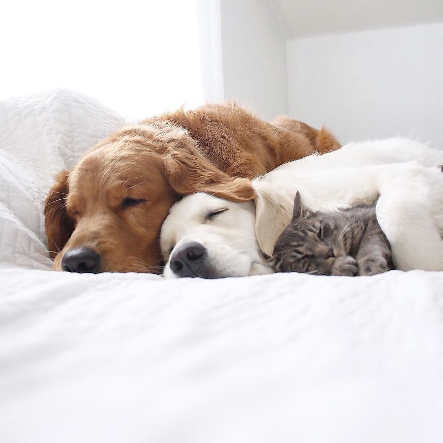 σκύλος και γάτα σκύλοι Γάτα 