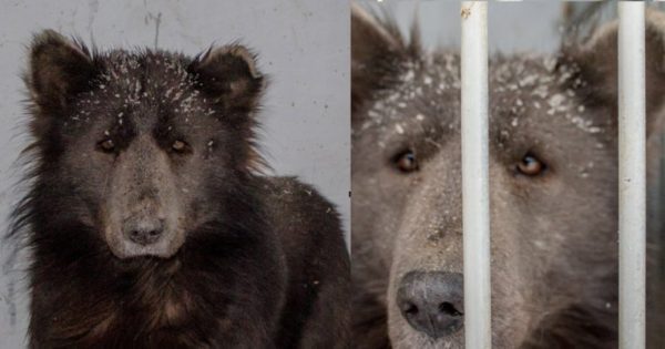 Σκύλος-αρκούδα που βρέθηκε στην Ρωσία κάνει τους επιστήμονες να αναρωτιούνται
