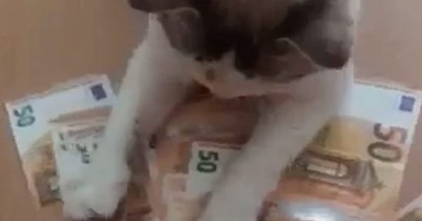 Γάτα θέλει όλα τα χρήματα… δικά της (video)