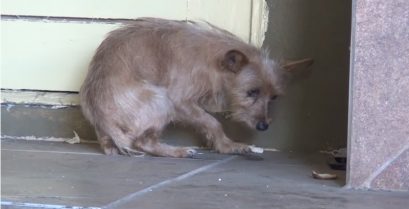 Μια υπέροχη ιστορία: Βοήθεια σε έναν τρομοκρατημένο σκύλο που εγκαταλείφθηκε από τον ιδιοκτήτη του