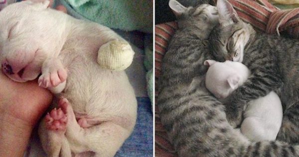Αυτό το κουτάβι που παραλίγο να το κατασπαράξει η ίδια του η μάνα, σώθηκε και ζει σήμερα με 6 γάτες στη νέα του οικογένεια
