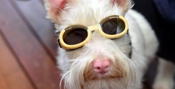 Αλμπίνο σκύλος φορά γυαλιά ηλίου για να μην τον σκοτώσει ο ήλιος